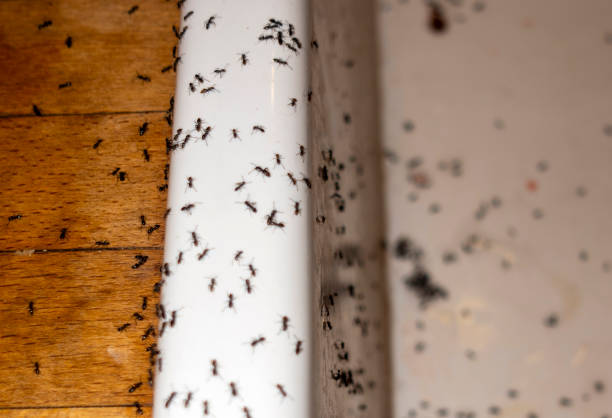 Best Emergency Pest Control  in Wynne, AR